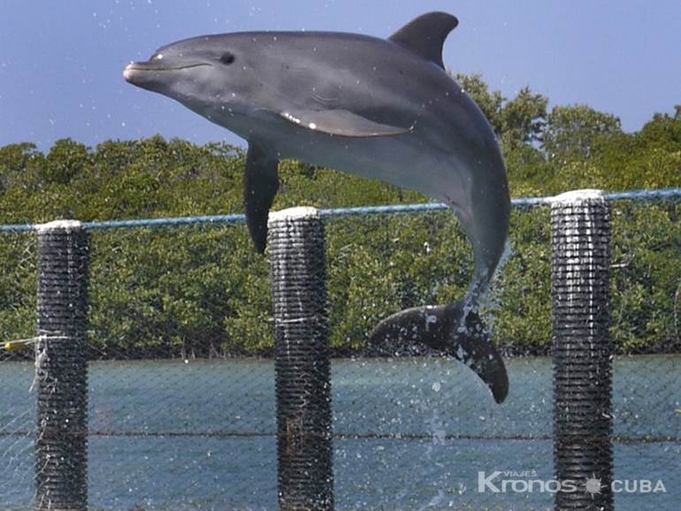 Dolphin show at Cayo Santa María dolphinarium - Excursión Espectáculo con Delfines en el Delfinario de Cayo Santa María