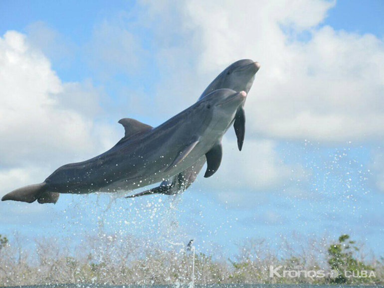 Dolphins at Cayo Guillermo dolphinarium - Excursión “Disfrute una mañana de nado con delfines en Cayo Coco”