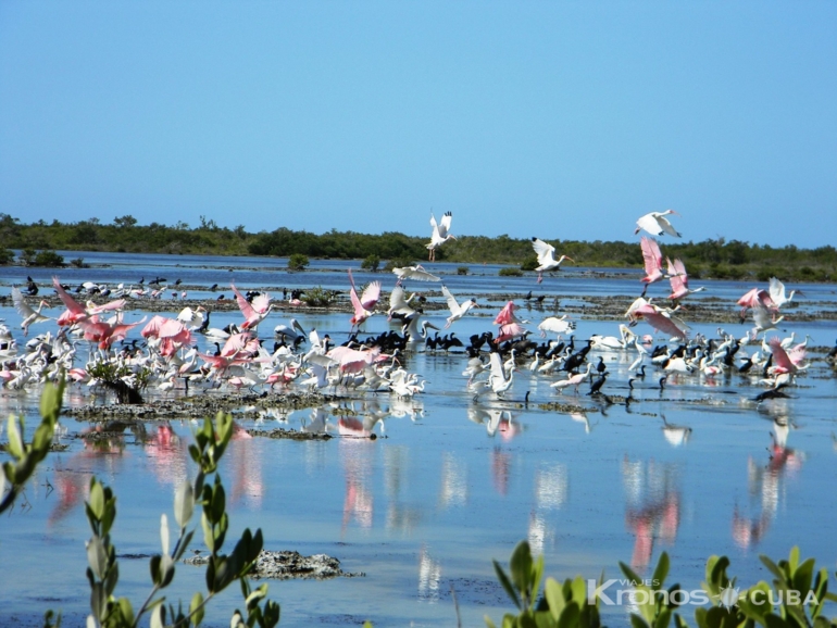 Flamingos and herons in Las salinas- "Hiking and Bird Watching" - "Senderismo u Observación de Aves”