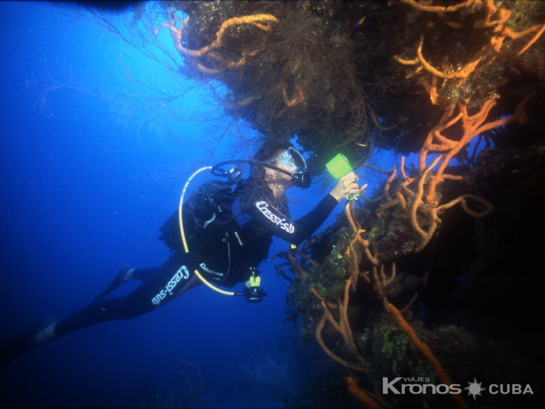 Scuba diving tour at Jardines del Rey - Excursión de “Buceo en Jardines del Rey”