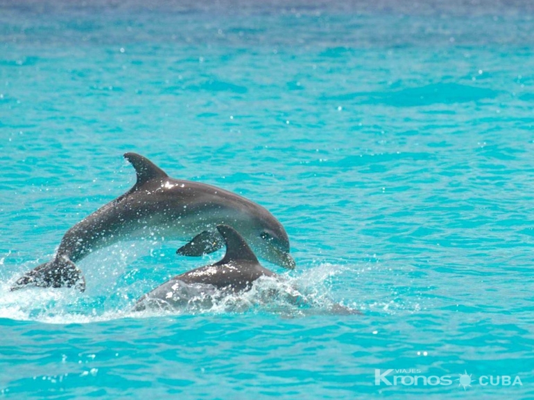 Dolphins in Cayo Coco - Nature Tour "Los placeres en Cayo Coco"