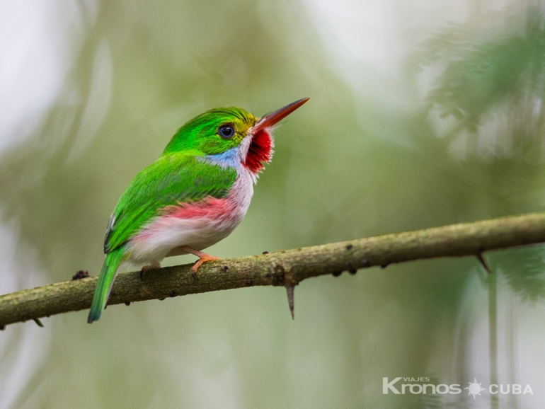 Birdwatching in Cayo Coco - Nature Tour "Observación de aves"
