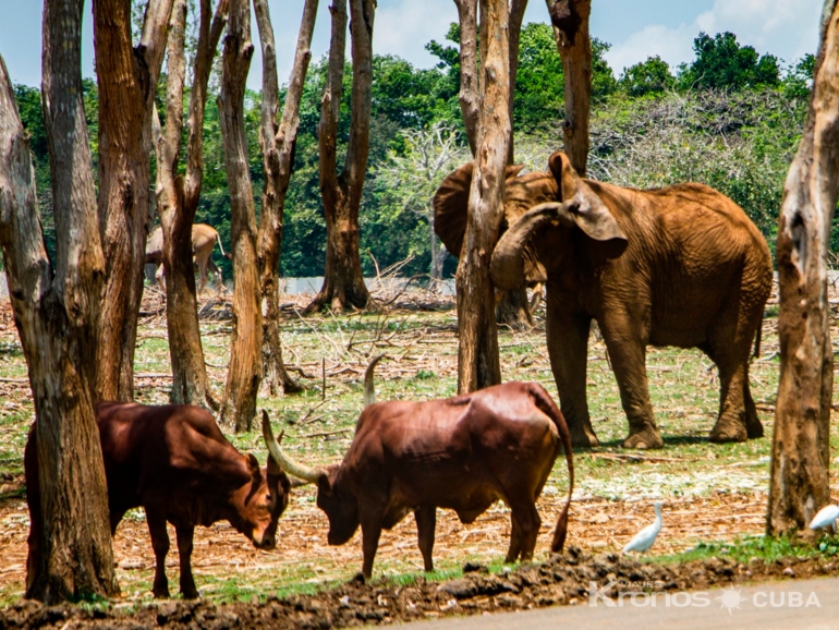 National Zoo, Havana City - Jeep Safari "Tour to the National Zoo, Equestrian Center and National Botanical Garden"