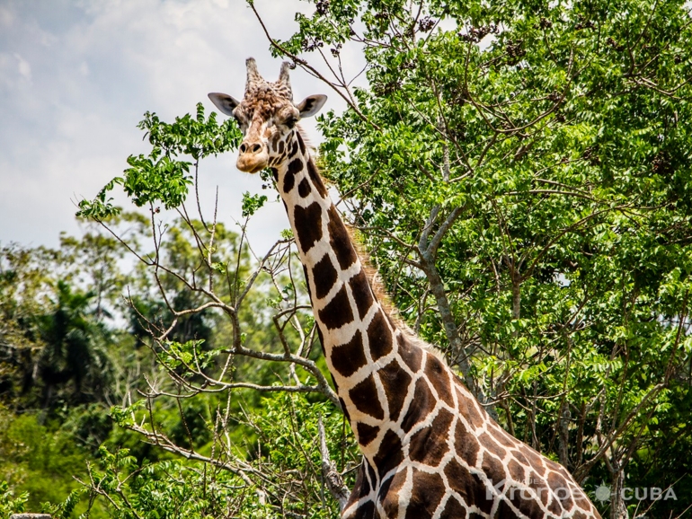  - "Big Nature Green Tour Havana"