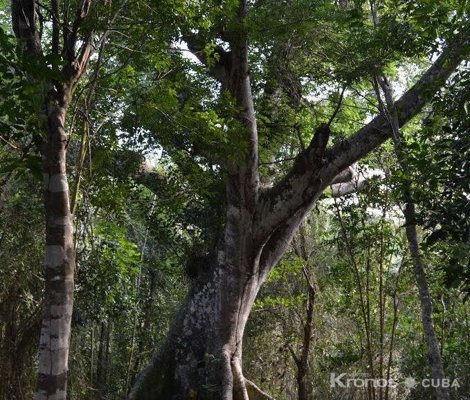 Ceiba  "Ruins of the coffee plantations" Trail - Sendero “Ruinas de cafetales”