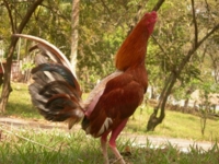 La Guabina Ranch, Pinar del Río, Cuba