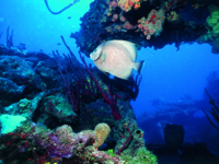 Scuba diving in open sea