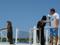 Sealions show at Bahia de Naranjo dolphinarium, Holguin
