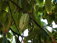 La Esperanza farm, Baracoa, Cuba