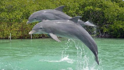 Dolphinarium, Cienfuegos city. WALKING TO THE CENTER Group Tour
