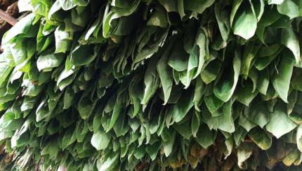 Tobacco Drying and Curing Process, Viñales WESTERN CUBA TREK, Group tour