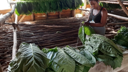 Tobacco Drying and Curing Process, Viñales WESTERN CUBA TREK, Group tour