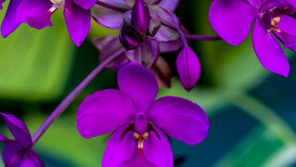 Orchid gardens, WESTERN CUBA TREK, Group tour