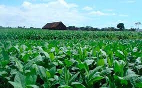 Tobacco plantations, Manicaragua, Villa Clara