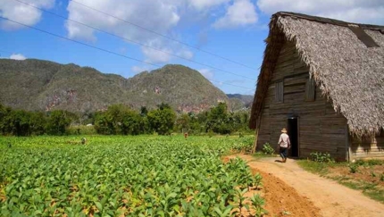 Tobacco plantations, Viñales, FAMILY BEACH AND CULTURE, private tour