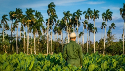 Tobacco plantations, Viñales, FAMILY BEACH AND CULTURE, private tour