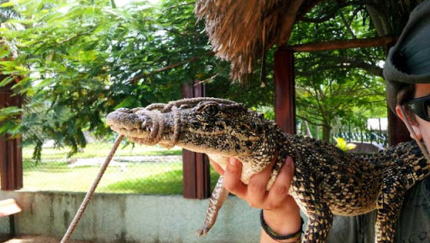 Crocodile farm, Guamá tourist park