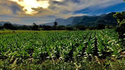 Tobacco Plantations, Viñales, A CUBAN BRUSHSTROKE Group Tour