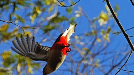 Tocororo,  bird watching, CENTRAL CUBA BIKE RIDE, private tour