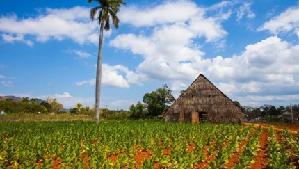 Tobacco plantations in Viñales, QUEER CUBA, private tour