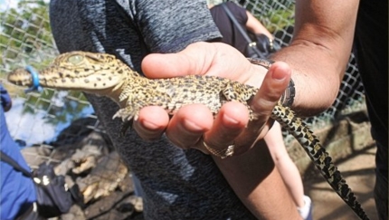 Crocodile farm, Guamá tourist park, CUBAN BEAUTY Group Tour