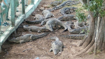 Crocodile farm, Guamá,  LIVING AUTHENTIC CUBA Group Tour