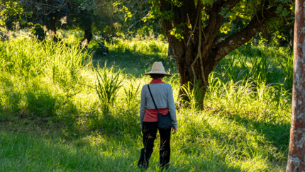 Cienfuegos Botanical Garden