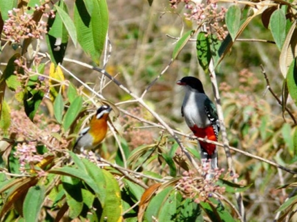 Birds in Jobo Rosado" Protected Area"