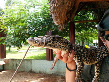 Guama’s crocodile breeding farm, Guamá tourist park