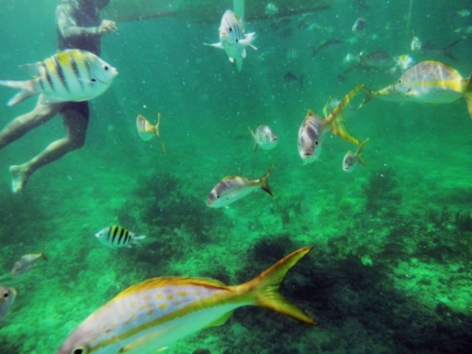 SNORKELING TOUR IN THE ¨OQUENDO¨