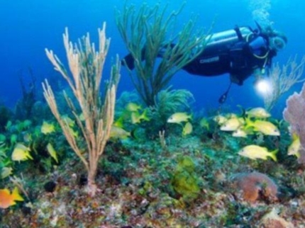 "Diving in Cayo Levisa” Tour
