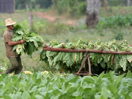 Tobacco plantations, Viñales Valley