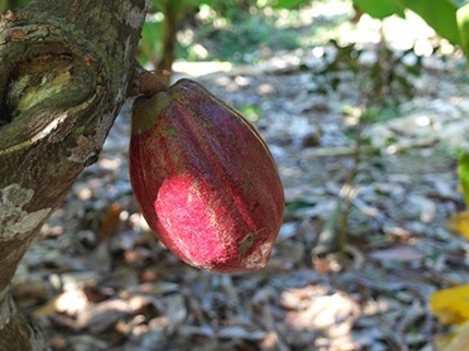 Cacao, Baracoa, Cuba