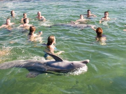 Swimming with dolphins tour at Cayo Guillermo dolphinarium