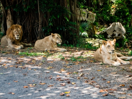 National Zoo, Havana City