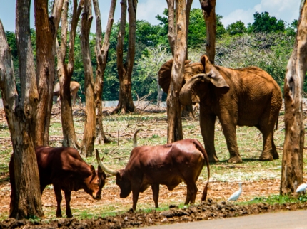 National Zoo, Havana City