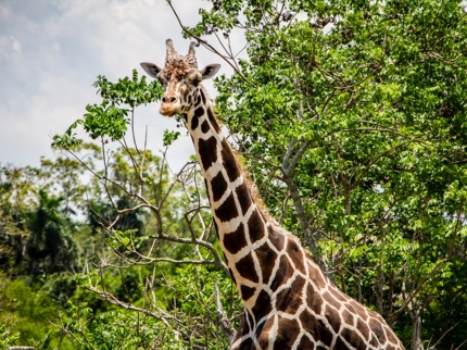 "Big Nature Green Tour Havana"