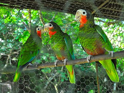 Parrot breeding farm, Jeep "Overnight Peninsula de Zapata"