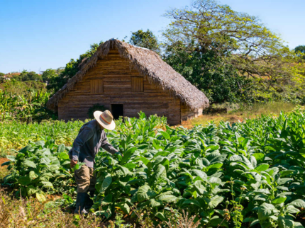 Tobacco plantations in Pinar del Río