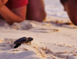 Turtle Nesting and Release Sighting" Tour